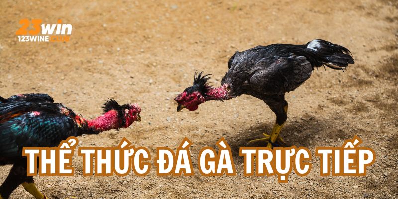 Hai thể thức được yêu thích tại nền tảng đá gà trực tiếp