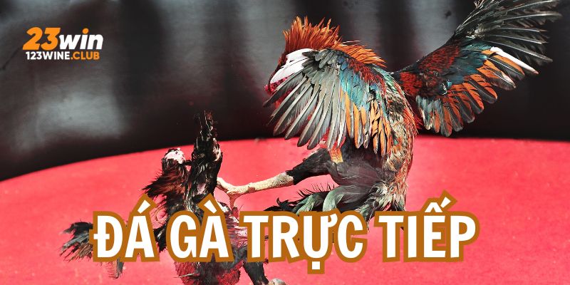 da ga truc tiep