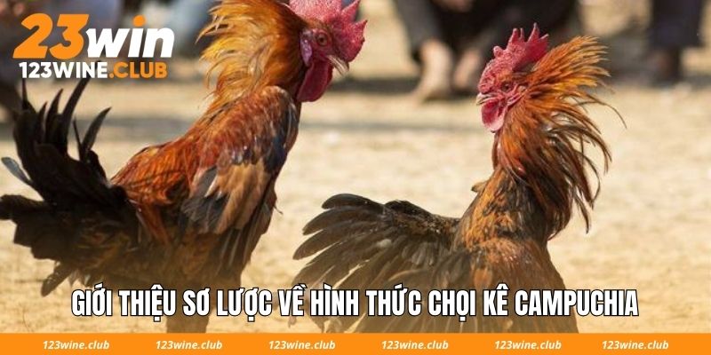 Giới thiệu sơ lược về hình thức chọi kê Campuchia