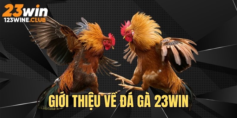 Giới thiệu về đá gà 23WIN
