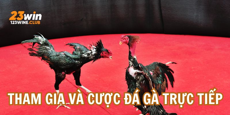 4 bước có ngay trải nghiệm đấu kê hấp dẫn