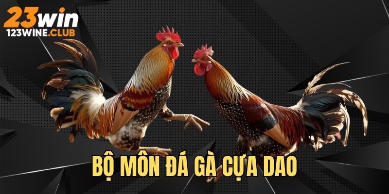 Khám phá bộ môn đá gà cựa dao thú vị, hấp dẫn