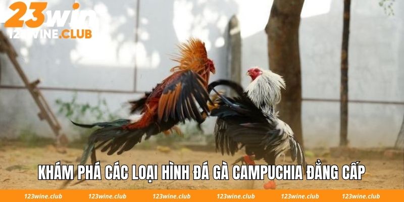 Khám phá các loại hình đá gà Campuchia đẳng cấp