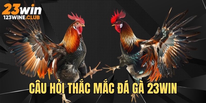 Những câu hỏi thắc mắc liên quan tới chuyên mục chọi kê