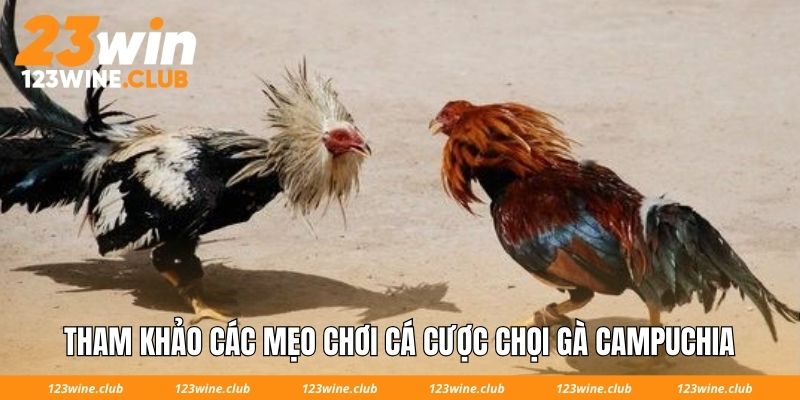Tham khảo các mẹo chơi cá cược chọi gà Campuchia