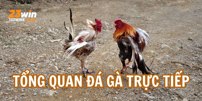 Tổng quan về game đấu kê tại nhà cái